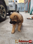 Full Breed Caucasian