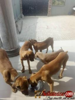 boerboel puppies for sale