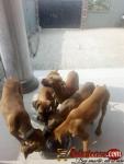 boerboel puppies for sale