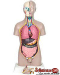 male torso model 85CM by scantrik medical supplies