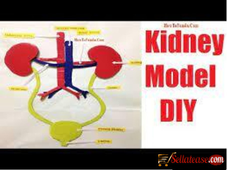 KIDNEY MODEL SIZE:20x10x7CM. BY SCANTRIK MEDICAL SUPPLIES
