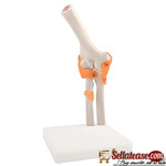 ELBOW JOINT WITH LIGAMENT MODEL BY SCATRIK MEDICAL SUPPLIES