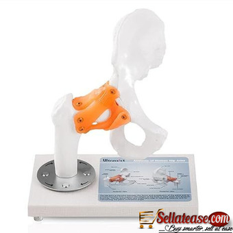 Hip Joint Model with Ligaments by scatrik medical supplies