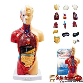 HUMAN BODY MODEL BY SCANTRIK MEDICAL SUPPLIES