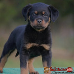 Stunning Rottweiler Puppies